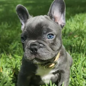 Lovely French bulldog puppies ready for adoption..