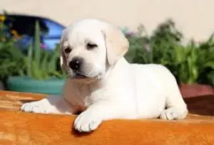 Chiots labrador