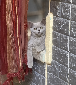 Chaton british shorthair