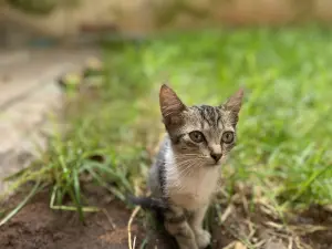 3 chatons à adopter