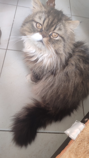 Mâle persan race pur