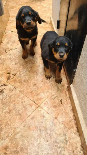 Rottweiler