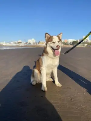 husky à vendre