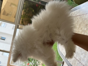 Spitz nain Pomeranian couleur blanc crème