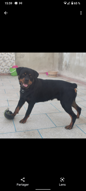 Chien rottweiler a vendre