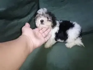 Bichon havanais toy