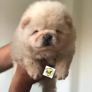 Chowchow