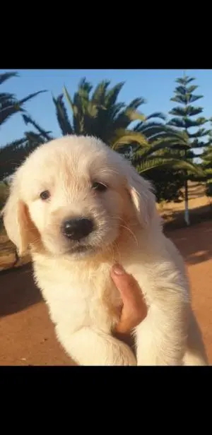 le top du golden retriever