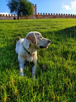 Chien labrador pedigree