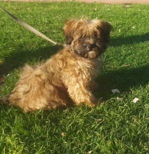 Bichon pour adoption
