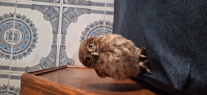 Hibou