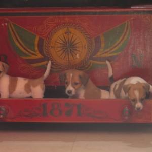 magnifiques chiots jack russel