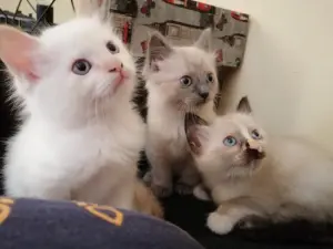 Ragdoll et birman mix