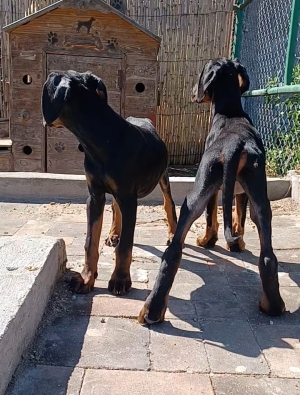 Doberman