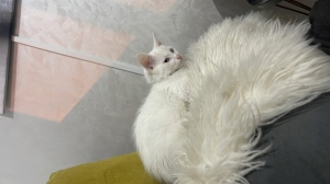 chaton angora