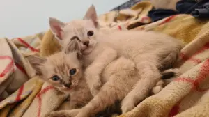 Chatons siamois tigrée à vendre