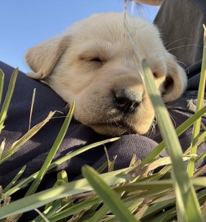 Labrador Sable