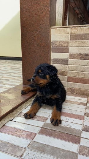 chiot rottweiler à vendre femelle