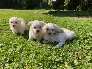 Bichon Maltais 💥