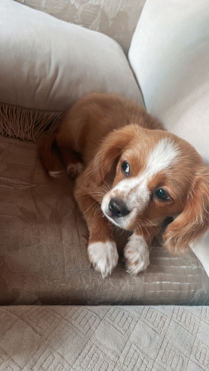 Cavalier King Charles