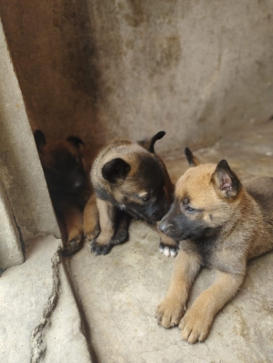 Malinois