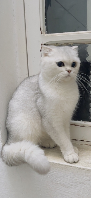 Femelle Scottish fold