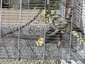 Couple calopsitte avec cage