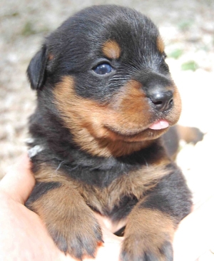 Rotweiler male