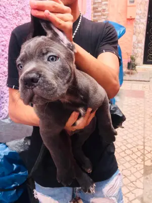 Cane Corso