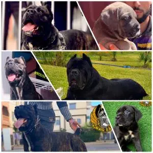 Chiots cane corso pure races