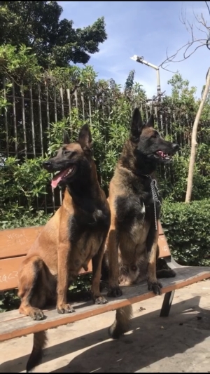 Femelle malinois