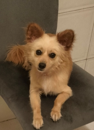 Chien pekinois croisé