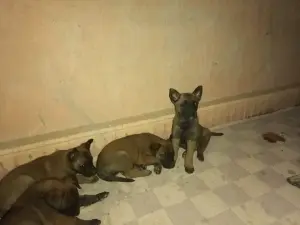 vente de 4 malinois charbonniers femelles