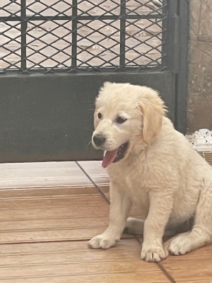 Golden Retriver adorable