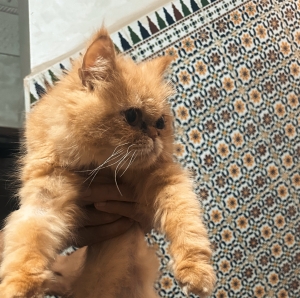 Chatte persan