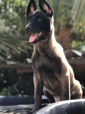 Malinois