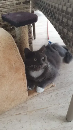 Chat Nebelung à adopter