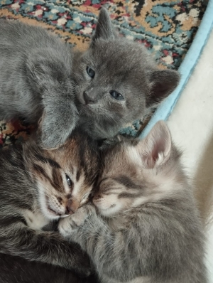 Adoption de chatons