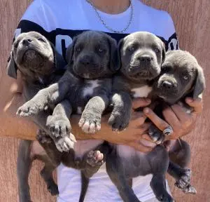 Chiot cane corso