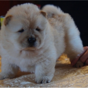 Chow chow