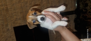 Jack russel