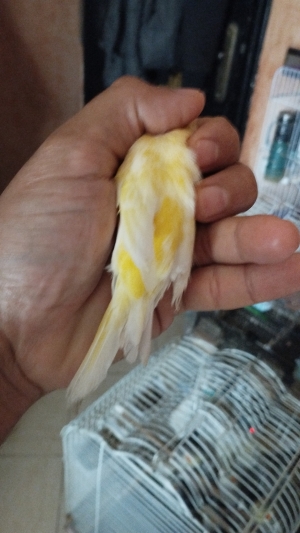 Oiseau perruche calopsite canari