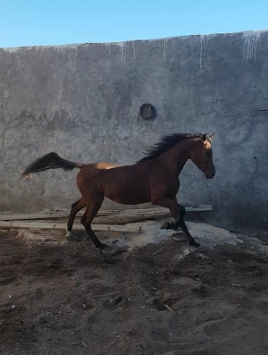 2 chevaux pur-sang agadir