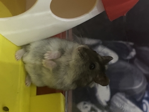 Hamster russe