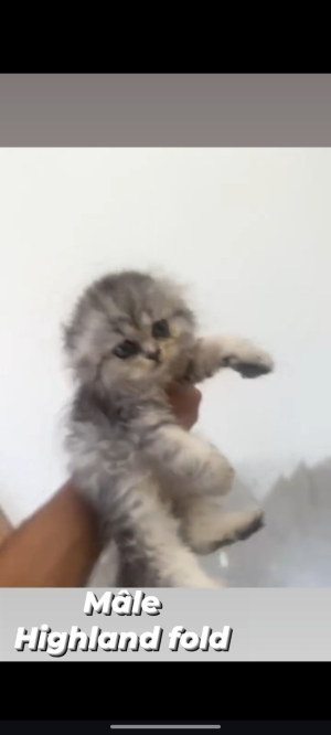 Des chatons Highlands fold