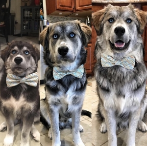 📣 Adorables Chiots croisés Golden Retriever X Husky 🦮