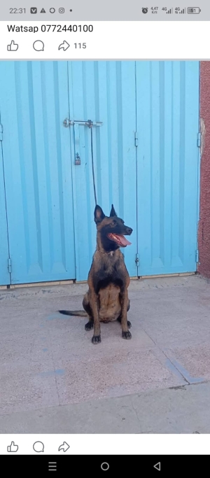 Super femelle malinois charboni