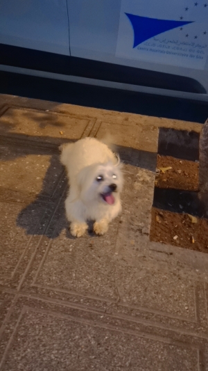 Bichon maltais