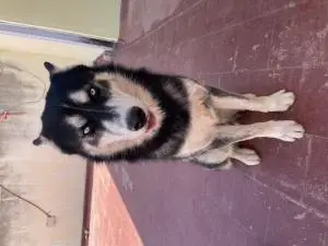 Husky