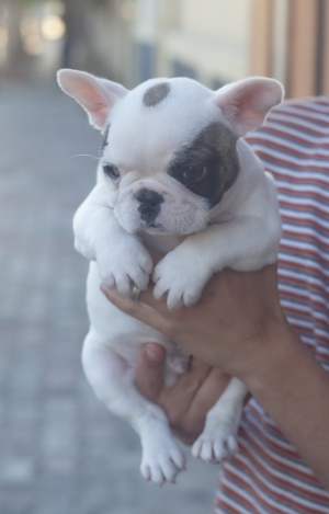 magnifique chiots bulldog francais